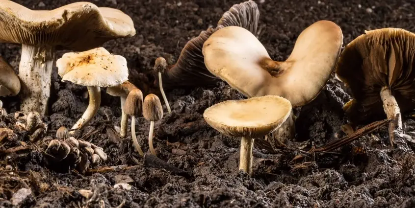 ciri ciri jamur dan reproduksi jamur
