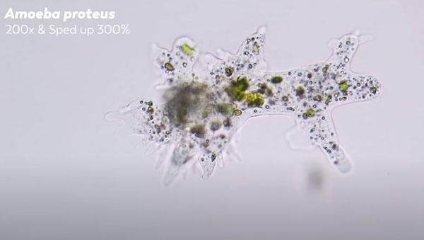 amoeba sebagai protozoa