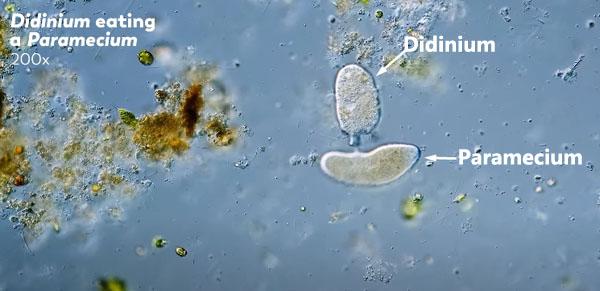 didinium memakan paramecium