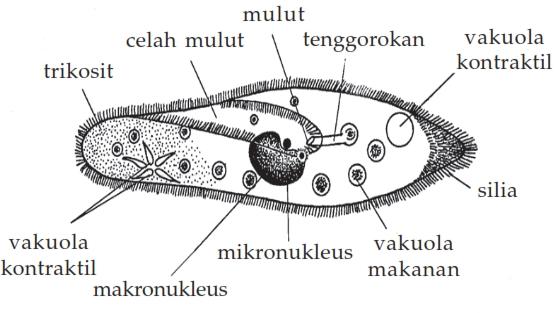 paramecium sebagai ciliata