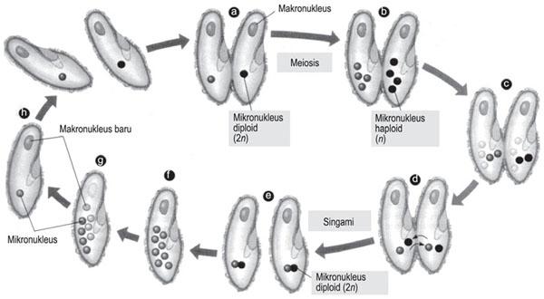 reproduksi paramecium rizhopoda
