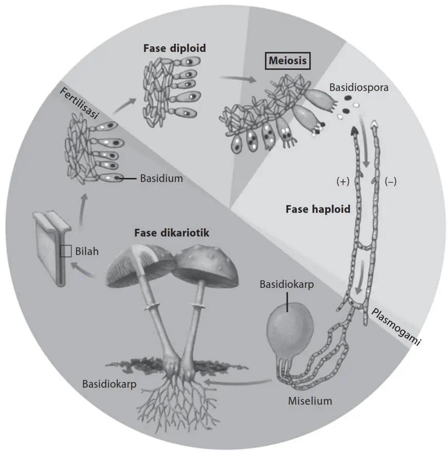 siklus hidup pada jamur basidiomycota