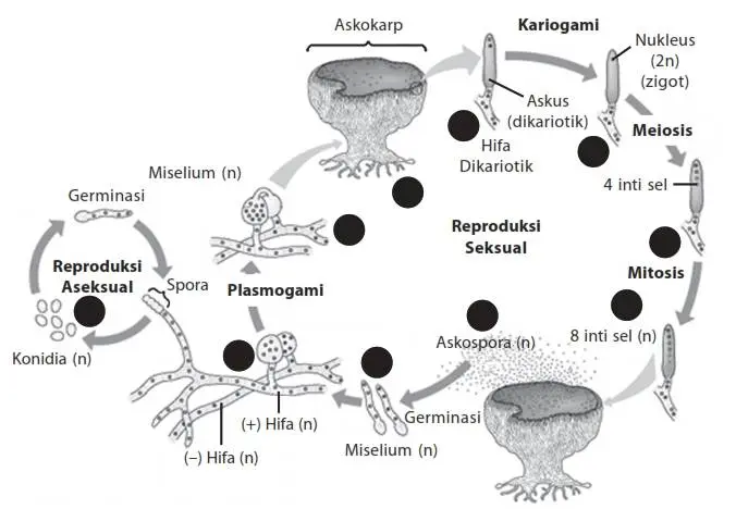 siklus reproduksi jamur ascomycota