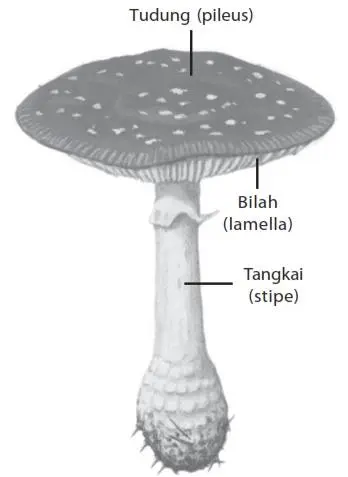 tubuh jamur basidiomycota