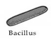 bacillus pengelompokan bakteri menurut bentuknya
