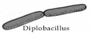 diplobacillus pengelompokan bakteri menurut bentuknya