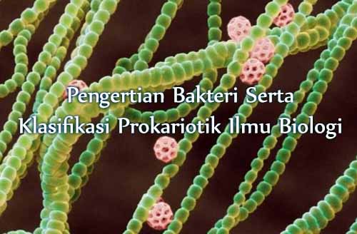pengertian bakteri serta klasifikasi prokariotik ilmu biologi