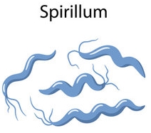 spirillum pengelompokan bakteri menurut bentuknya