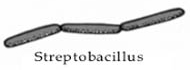 streptobacillus pengelompokan bakteri menurut bentuknya