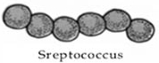 streptococcus pengelompokan bakteri menurut bentuknya