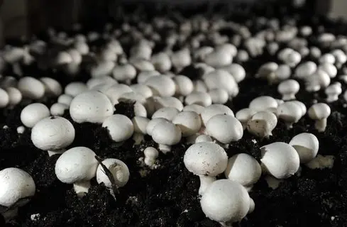 jamur kancing menguntungkan manusia
