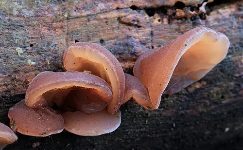 jamur kuping yang menguntungkan bagi manusia