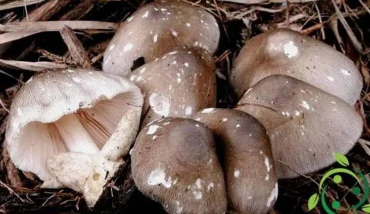 jamur merang menguntungkan manusia
