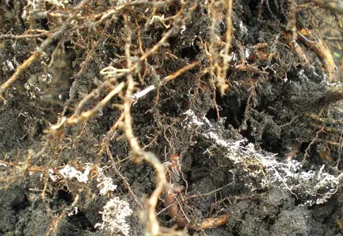 jamur mikoriza vesikular arbuscular yang menguntungkan untuk manusia