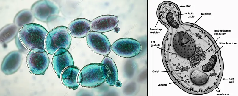 jamur saccharomyces cerevisiae yang menguntungkan untuk manusia copy