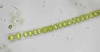 filum ganggang hijau chlorophyta