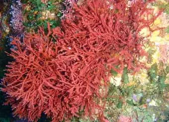 filum ganggang merah rhodophyta