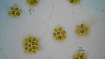 filum ganggang pirang atau keemasan chrysophyta