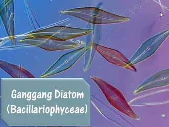 ganggang diatom bacillariophyceae