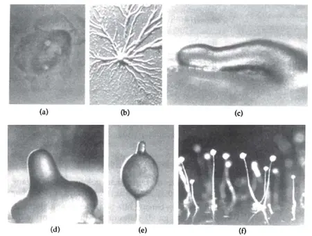 pertumbuhan protista jamur myxomycota