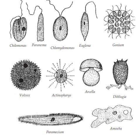 berbagai macam bentuk protozoa