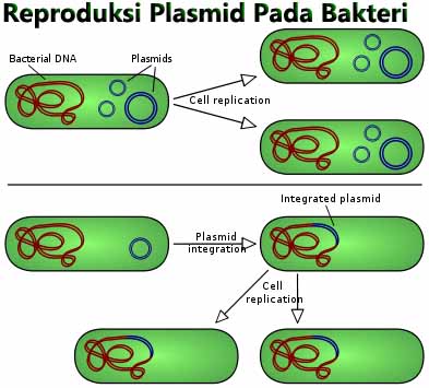 reproduksi plasmid pada bakteri