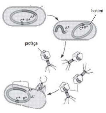 reproduksi transduksi pada bakteri