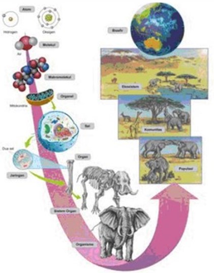 The Role of Biology as a Science and the Scope of Biology