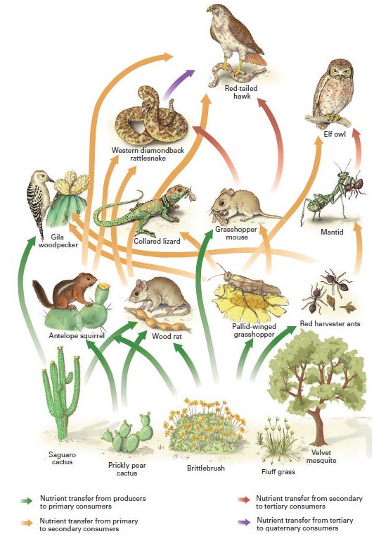 role biology science and scope biology 