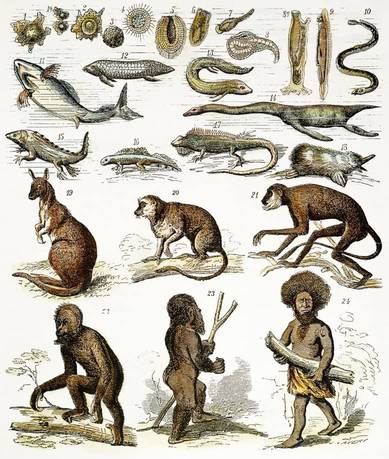 teori evolusi menurut para ahli