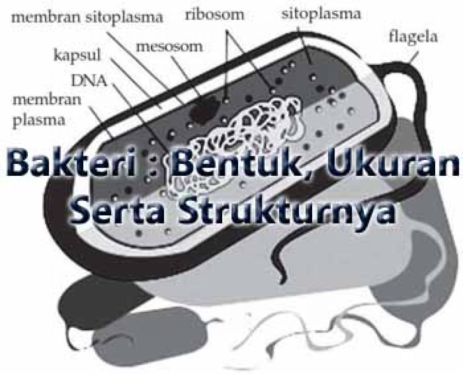 Bakteri Bentuk Ukuran Serta Strukturnya Bakteri Bentuk Ukuran Serta Strukturnya