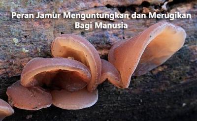 Peran Menguntungkan Dan Merugikan Jamur Bagi Manusia