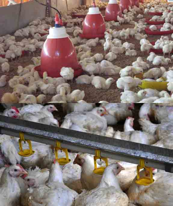 Ternak Ayam Broiler Sebagai Pemenuhan Penyediaan Makanan