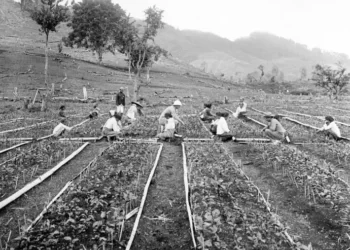 The Improvement of Agrarian Culture for Farmers in Indonesia by the Dutch Colonials