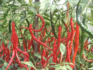 Cultivation Curly Chili Plants
