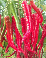 Cultivation Big Red Chili Plants