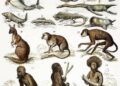 9 Teori Evolusi Menurut Para Ahli