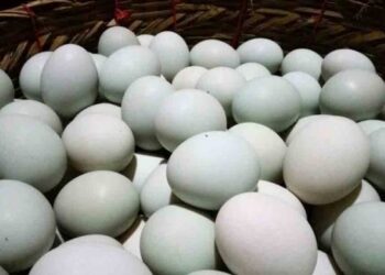 Development of Duck Salted Eggs in Brebes Districts - Part 1