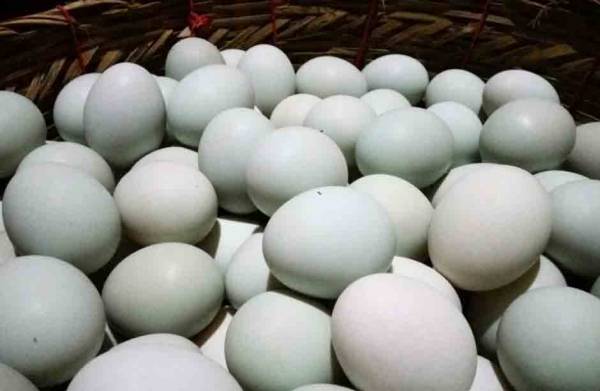 Development of Duck Salted Eggs in Brebes Districts - Part 1