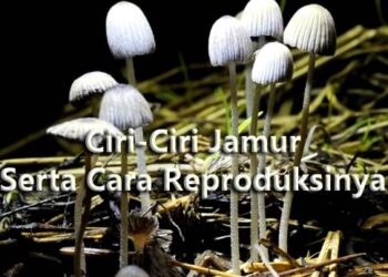 Ciri-Ciri Jamur Serta Cara Reproduksinya