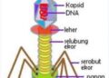Ciri-Ciri Virus Dan Cara Berkembang Biak Virus