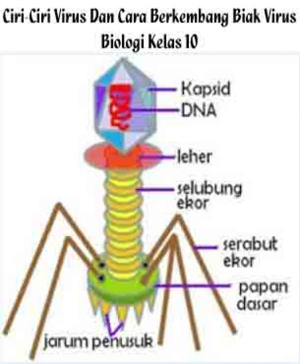 Ciri Ciri Virus Dan Cara Berkembang Biak Virus 8409