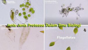 Jenis-Jenis Protozoa Dalam Ilmu Biologi