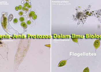 Jenis-Jenis Protozoa Dalam Ilmu Biologi