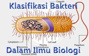 Klasifikasi Bakteri yang Bisa Kalian Pelajari Dalam Ilmu Biologi