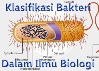 Klasifikasi Bakteri yang Bisa Kalian Pelajari Dalam Ilmu Biologi