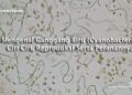 Mengenal Ganggang Biru (Cyanobacteria) Ciri-Ciri, Reproduksi Serta Peranannya
