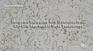 Mengenal Ganggang Biru (Cyanobacteria) Ciri-Ciri, Reproduksi Serta Peranannya