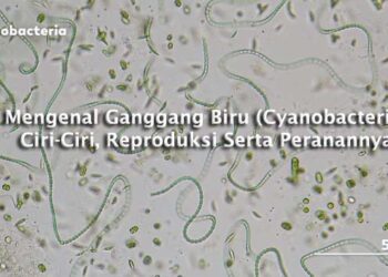 Mengenal Ganggang Biru (Cyanobacteria) Ciri-Ciri, Reproduksi Serta Peranannya