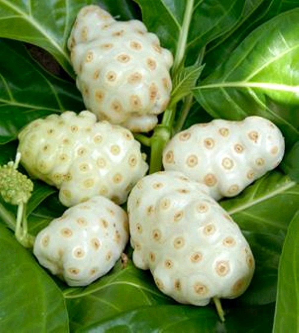 Manfaat Tanaman Mengkudu Sebagai Obat Tradisional